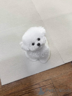 Фото №2 к объявлению №156664 о продаже мальтийскую болонку - купить в Германии заводчик