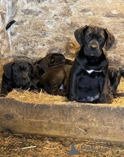 Фото №3. Cane Corso Puppies для усыновления.  Австралия