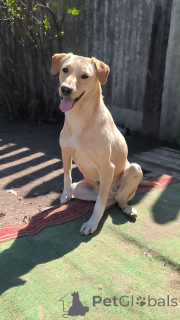 Фото №1. беспородная - купить в Москве реке за Бесплатно. Объявление №148956