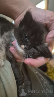 Фото №2 к объявлению №139329 о продаже рэгдолл - купить в Австрии частное объявление