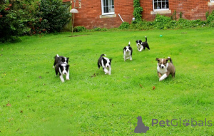 Фото №4. Продажа бордер-колли в Кинтае частное объявление - цена 92767₽