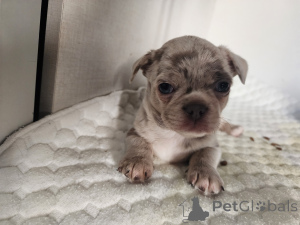 Фото №3. чихуахуа.  Израиль