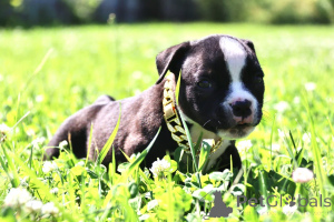 Фото №4. Продажа американского булли в Раменском из питомника - цена 70000₽