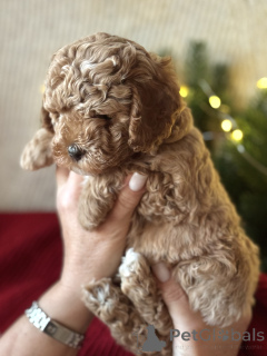 Фото №2 к объявлению №161954 о продаже мальтипу - купить в России заводчик
