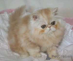 Фото №3. Munchkin-Kätzchen Zur Усыновление Verfügbar. Германия