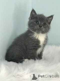 Фото №2 к объявлению №140366 о продаже шотландская (скоттиш страйт) - купить в США частное объявление