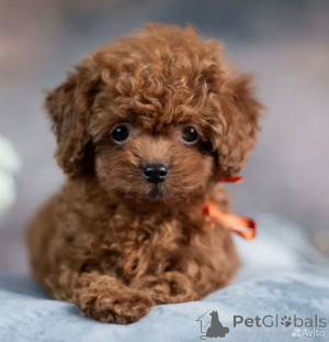 Фото №2 к объявлению №162516 о продаже мальтипу - купить в Германии 