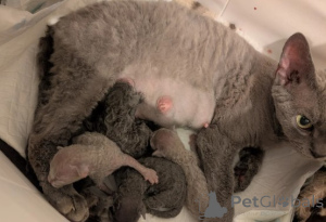 Фото №3. Котята Девон Рекс. Германия