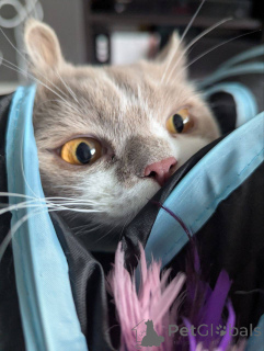 Фото №3. Короткошерстный британский котенок. Бельгия