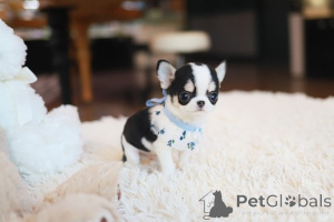 Фото №4. Продажа чихуахуа в Холодная весенняя гавань заводчик - цена договорная