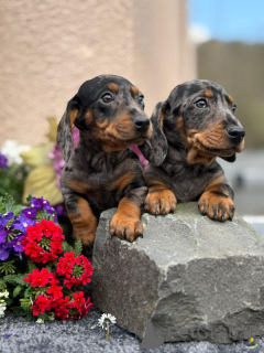 Фото №2 к объявлению №167373 о продаже таксу - купить в Финляндии частное объявление