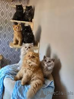 Фото №1. британская длинношёрстная - купить в Вена за 53805₽. Объявление №163816