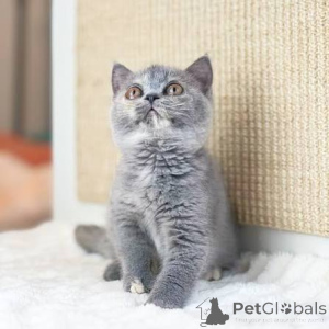 Фото №3. Британские короткошерстные шатоны доступны по запросу.. Бельгия