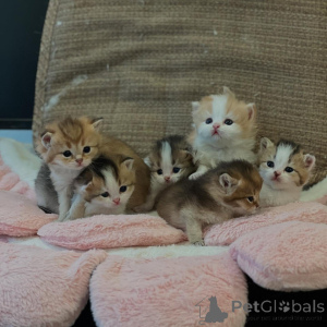 Фото №1. британская длинношёрстная - купить в Берлине за договорная. Объявление №161184