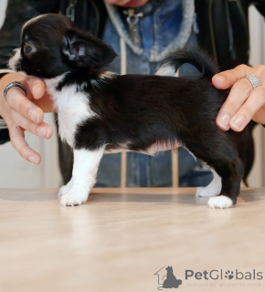 Фото №1. чихуахуа - купить в Канадский залив за договорная. Объявление №161438