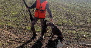 Фото №3. Веймаранер сука.  Сербия