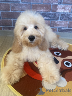 Фото №4. Продажа английского кокер-спаниеля, пуделя (карликового) в Воронеже частное объявление - цена договорная