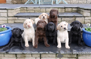 Фото №3. Щенка лабрадоры-ретривера до адопчи.  Польша