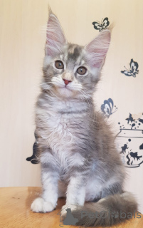 Фото №3. Groß, Verspielt und Sehr Anhänglich, Mit Einem Hervorragenden Stammbaum.. Германия