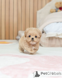 Фото №1. мальтипу - купить в Берлине за договорная. Объявление №163588