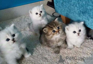 Фото №1. персидская - купить в Bietigheim-Bissingen за Бесплатно. Объявление №144931