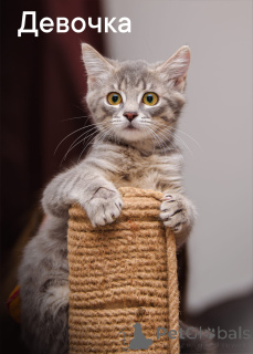 Фото №2 к объявлению №150194 о продаже беспородная - купить в России частное объявление