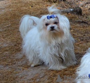 Фото №3. В звязку з відїздом за кордон терміново продається мальтезе клуб КСУ FCI.  Украина