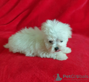 Фото №3. Cute Maltese puppies available for free adoptoin.  Германия