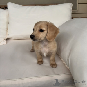 Фото №2 к объявлению №163519 о продаже таксу - купить в Германии частное объявление