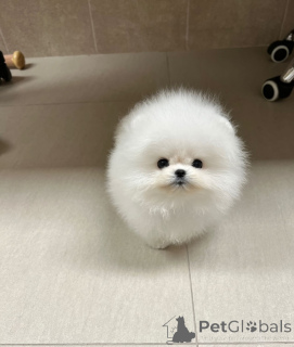 Фото №2 к объявлению №147256 о продаже померанского шпица - купить в Болгарии заводчик