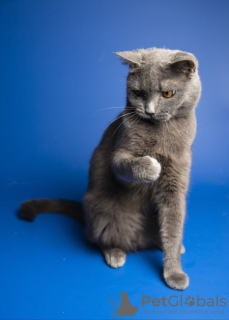 Дополнительные фото: Очаровательная британская кошечка Гретта очень хочет обрести надёжный дом.