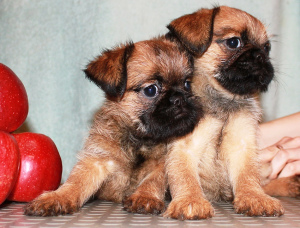 Фото №4. Продажа пти-брабансона в Москве из питомника - цена договорная
