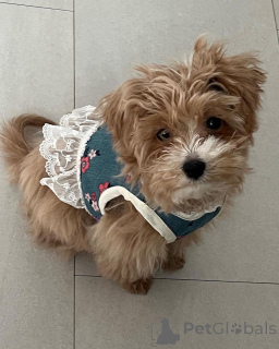 Фото №2 к объявлению №157680 о продаже мальтипу - купить в США частное объявление