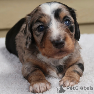 Фото №3. Милые, дерзкие и полные шевелюр Поппи здесь, чтобы украсить ваш мир, виляя.  Швейцария