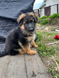 Фото №3. Щенки немецкой овчарки.  Россия