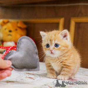 Фото №1. манчкин - купить в Амстердам за 679₽. Объявление №156162