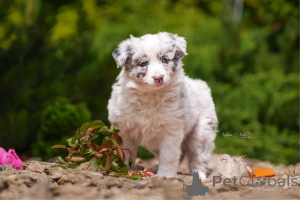 Фото №3. Очаровательный бордер-колли на переезд..  Германия