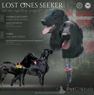 Фото №1. прямошёрстный ретривер - купить в Żary за 129874₽. Объявление №163894