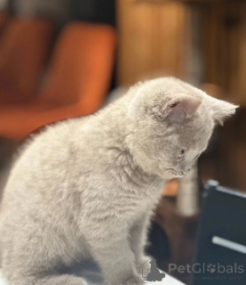 Фото №1. британская короткошёрстная - купить в Borlänge за договорная. Объявление №155694