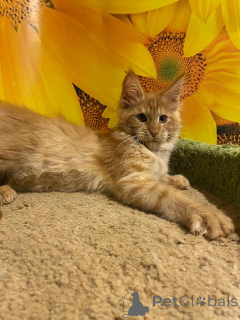 Фото №3. Котенок Мэн Кун с семейным деревом N/N Генетически свободен от наследственных. Германия