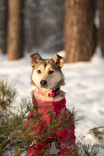Фото №2 к объявлению №163747 о продаже беспородную - купить в России частное объявление