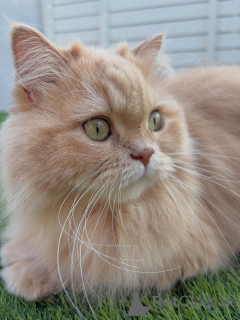 Фото №2 к объявлению №158457 о продаже сибирская - купить в Исландии частное объявление