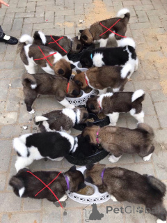 Фото №2 к объявлению №164836 о продаже акита-ину - купить в Бельгии частное объявление, заводчик