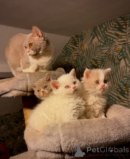 Фото №1. селкирк рекс короткошёрстный - купить в Гюнцбург за 41745₽. Объявление №166298