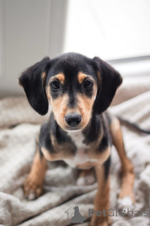 Фото №4. Продажа беспородную в Санкт-Петербурге частное объявление - цена Бесплатно