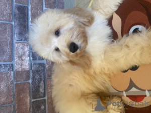 Фото №3. Щенок кокапу.  Россия