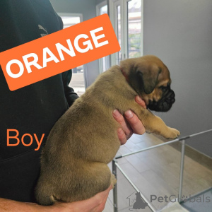 Фото №3. Dogue de Bordeaux / Presa canario.  Австралия