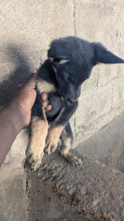 Фото №1. немецкая овчарка - купить в Калифорния за договорная. Объявление №165025