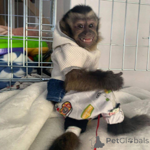 Фото №2 к объявлению №161362 о продаже  - купить в Великобритании 