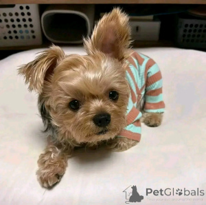 Фото №3. Йоркширский терьер ренрасига вальпар тилль салу.  Финляндия